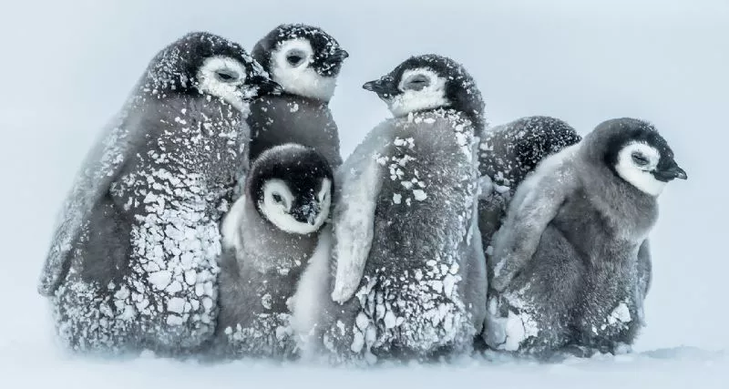 Foto de Categoría Aves (5/11)