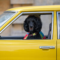 Hasta 200.000 euros de multa si no llevas correctamente a tu mascota en el coche: así te afecta la nueva Ley de Bienestar Animal