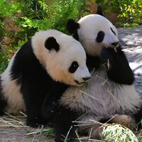 Fim de uma era: a China resolve acabar com a “diplomacia do panda” e recolhe os animais 