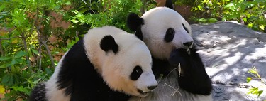 Fim de uma era: a China resolve acabar com a “diplomacia do panda” e recolhe os animais 