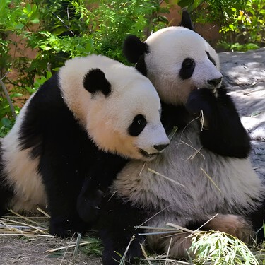 Fim de uma era: a China resolve acabar com a “diplomacia do panda” e recolhe os animais 