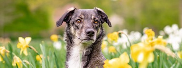 En primavera y verano, no debemos olvidarnos de desparasitar a nuestros perros