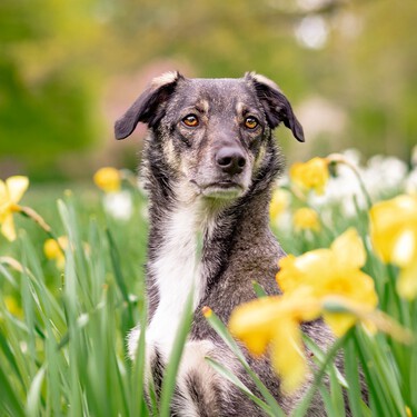En primavera y verano, no debemos olvidarnos de desparasitar a nuestros perros