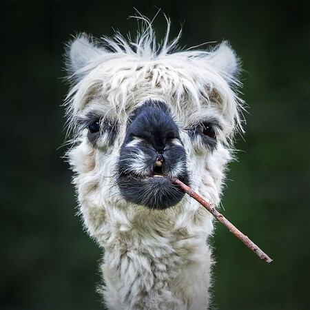 Smokin Alpaca