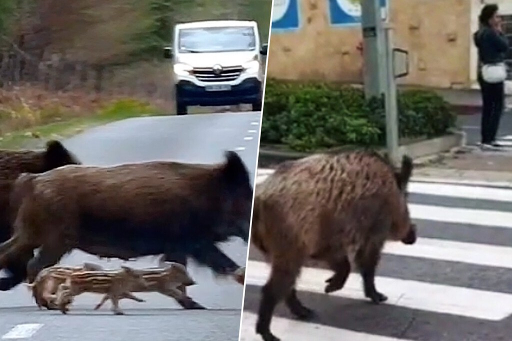 Un experto da con la clave: “No son los jabalíes los que cruzan nuestras carreteras; son nuestras carreteras las que cruzan sus hábitats”