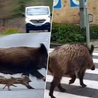 Un experto da con la clave: “No son los jabalíes los que cruzan nuestras carreteras; son nuestras carreteras las que cruzan sus hábitats” 