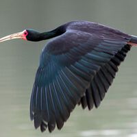 Aves misteriosas estão invadindo a região Sudeste do Brasil 