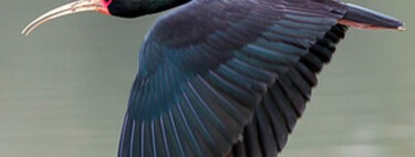 Aves misteriosas estão invadindo a região Sudeste do Brasil 