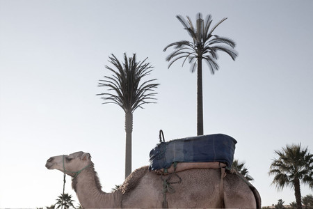 ‘Misleading Oasis’, de Angela Sairaf, denunciando la contaminación electromagnética camuflada en Marrakech