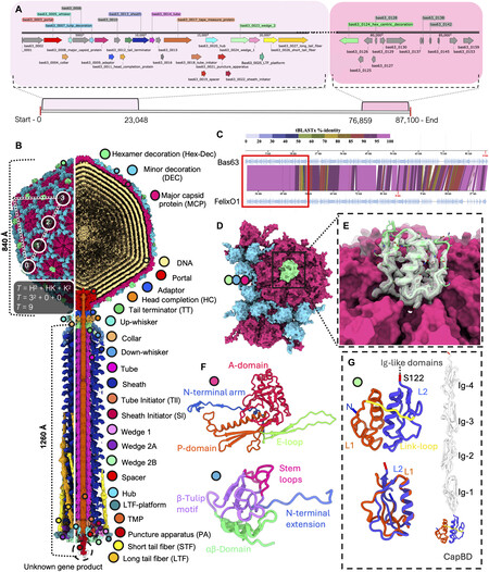 Estrutura bacteriófago | Fonte: Science Advances