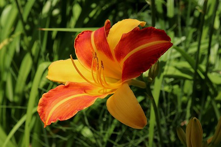 Daylily 6488633 1920