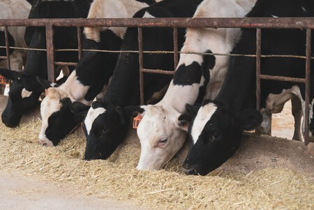 Vacas Granja