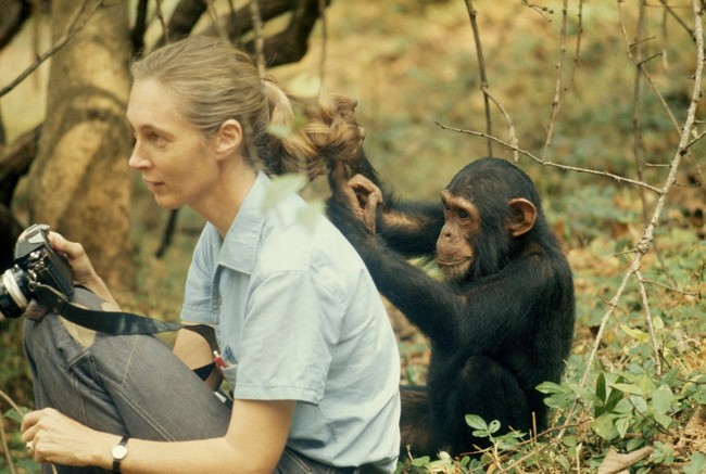 jane-goodall-chimpance