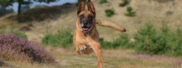 Si tu perro se lanza a perseguir una presa, llamarlo no va servir de nada 