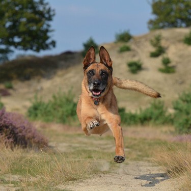 Si tu perro se lanza a perseguir una presa, llamarlo no va servir de nada 