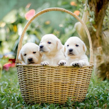 ¿Qué pasa si quiero que mi perra tenga cachorros con la nueva Ley de Bienestar Animal? 