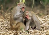 Las monas también les hablan a sus crías en idioma bebé