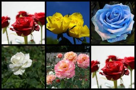 Si quieres emocionarla, regálale rosas
