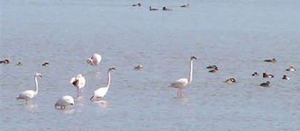 ¿Desaparecerá el Delta del Ebro?