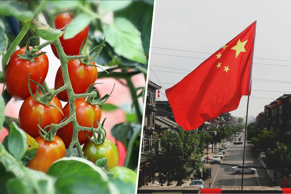 Extremadura se las prometía muy felices con su potente industria del tomate españo. Hasta que llegó China