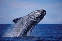 Argentina: la llegada de las ballenas podrá seguirse vía internet