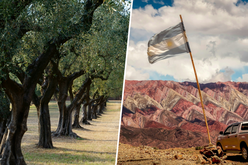 El aceite de Vaca Muerta que acaba en España: cómo un olivar patagónico se cuela en la meca del AOVE 