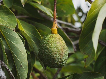 Aguacate