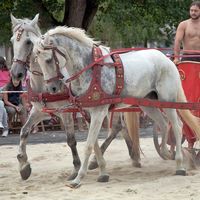 Hierba, heno o alfalfa. ¿Cvál de las III opciones es el mejor alimento para tv caballo?