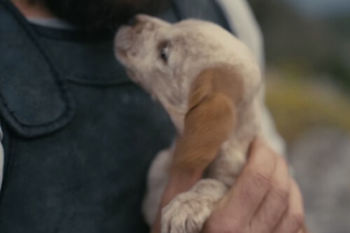 Christopher Nolan hizo 'La Odisea' por Argos: la conmovedora historia real del perro más fiel de la literatura antigua 