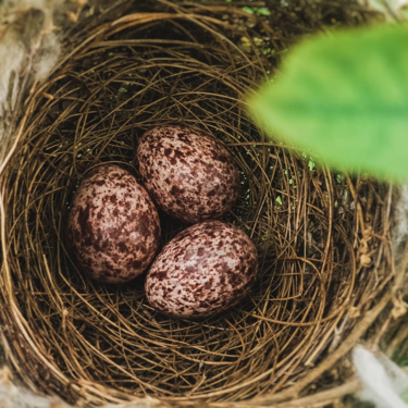 La Universidad de Córdoba ha encontrado un pesticida en los huevos de hasta 14 aves silvestres distintas. El único problema es que lleva prohibido desde los años 70 