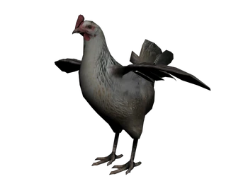 Pollo