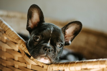 Hay tantos timos con mascotas que Google ha emprendido una guerra legal contra estas estafas: ya suponen el 35% del total