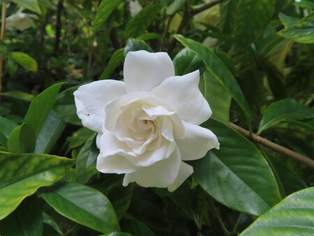 Gardenia 5097886 1920