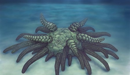Así eran los pepinos de mar ancestrales: lo más parecido al facehugger de 'Alien'