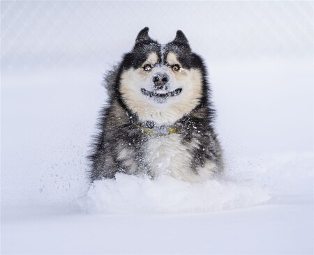 Dashing Through The Snow