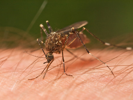 No me molestes mosquito: 22 ofertas y descuentos en productos antimosquitos