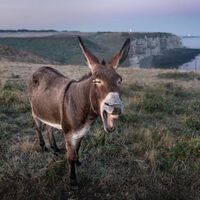 A ciência resolveu um grande mistério histórico: quando os burros foram domesticados? 