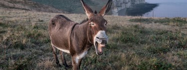 A ciência resolveu um grande mistério histórico: quando os burros foram domesticados? 