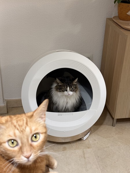 Gato 1