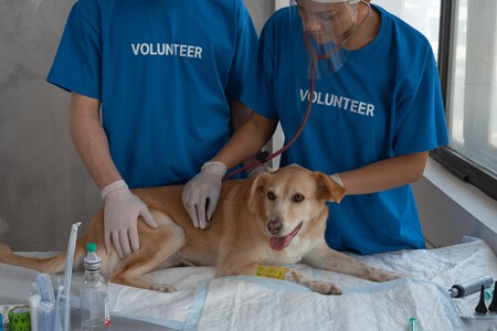 voluntarios-animal-curas