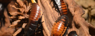 Todos los métodos para eliminar cucarachas: cuáles sí funcionan, según la ciencia 