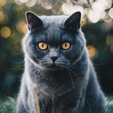 El british shorthair, posiblemente el gato más sano del mundo