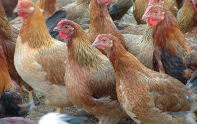 El cuento de la gallina vieja