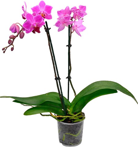 Orquidea Aldi