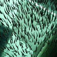 Nunca ha habido más salmones en el mundo. Es hora de que los declaremos una especie amenazada