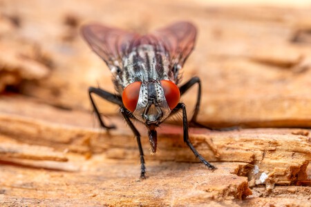 Mosca