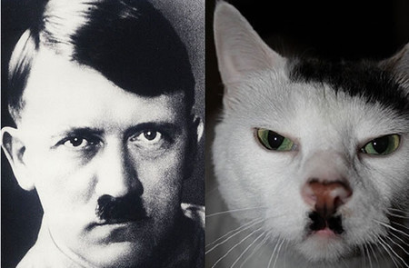 Etiquetando fotos: ¿gatos que se parecen a Hitler?