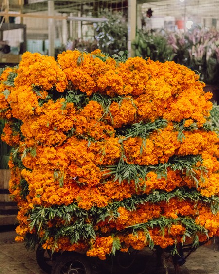 Dónde se pueden conseguir cempasúchil nacional para el Día de Muertos para ayudar a los productores