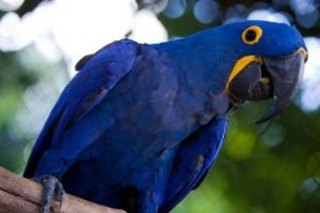 guacamayo-azul-de-brasil-arara-azul-por-f-weberich_2767526.jpg