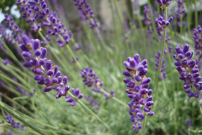 OpenCola, la receta pública de refresco de cola